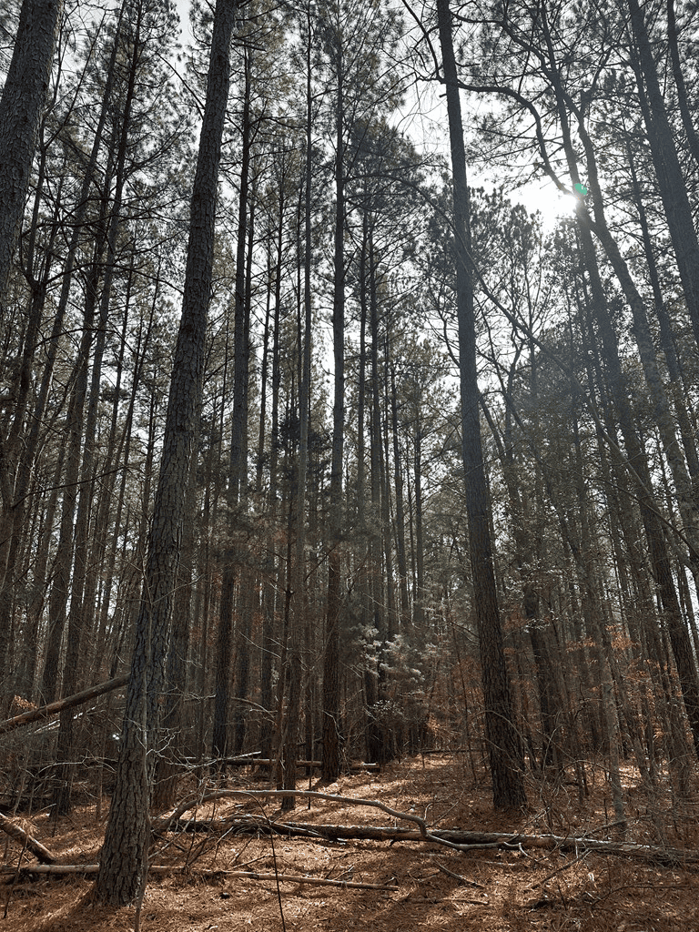 Ultimate Hunting & Recreation Retreat – Staunton Station
