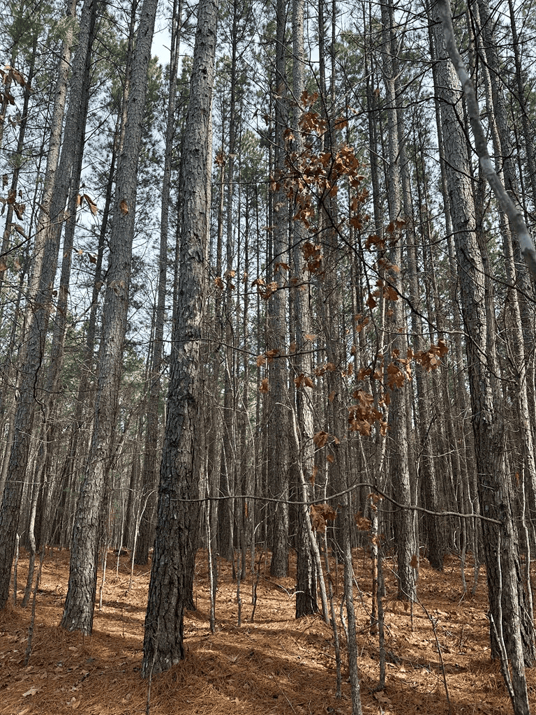 Ultimate Hunting & Recreation Retreat – Staunton Station
