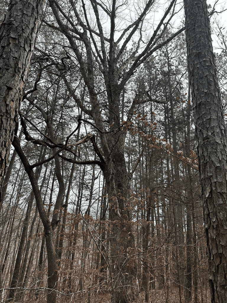 Ultimate Hunting & Recreation Retreat – Staunton Station