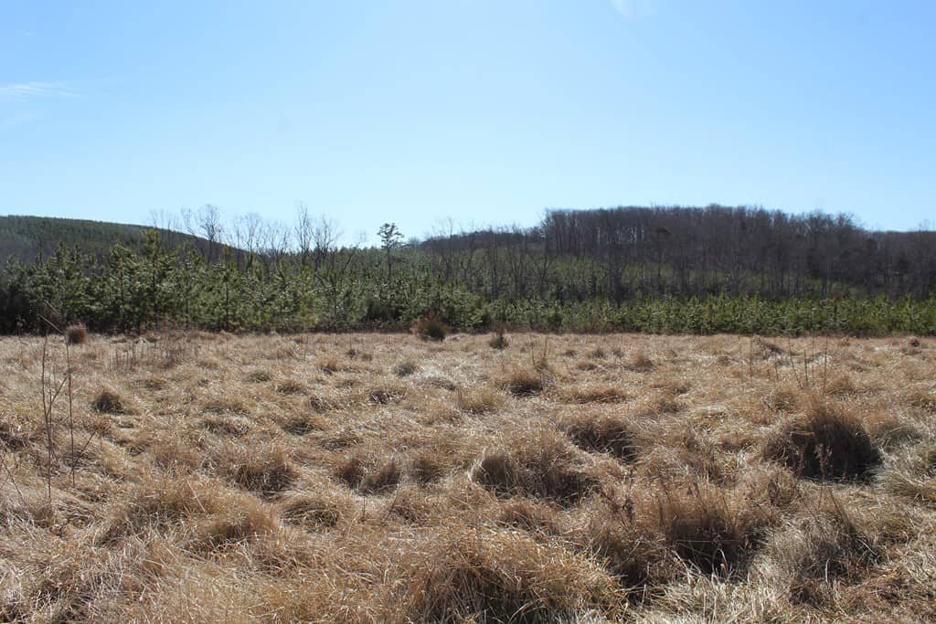 A Hunter’s Paradise: 219 Acres of Outdoor Splendor