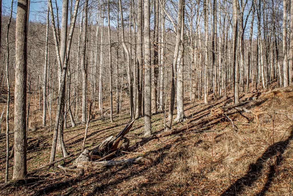 Stoney Mountain Farm: A Hunter’s Paradise in Madison County, VA