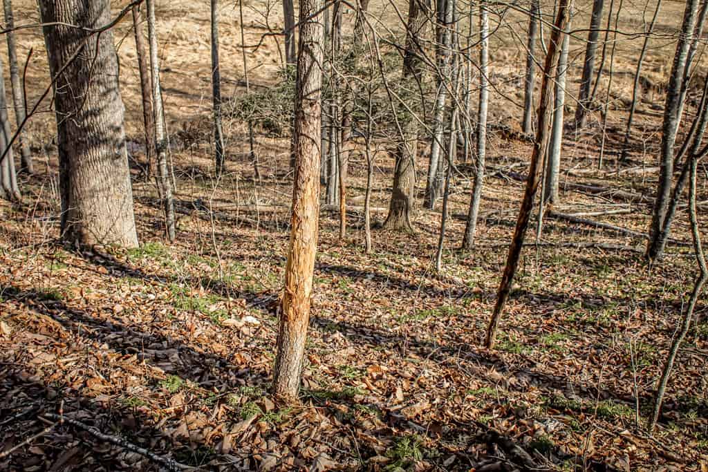 Stoney Mountain Farm: A Hunter’s Paradise in Madison County, VA