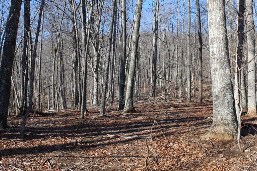 Stoney Mountain Farm: A Hunter’s Paradise in Madison County, VA