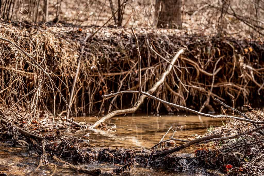 Stoney Mountain Farm: A Hunter’s Paradise in Madison County, VA