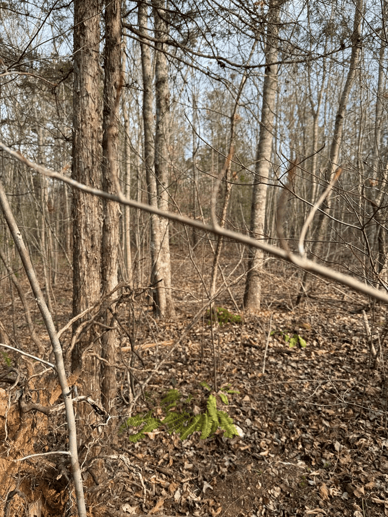 20.62 Acres of Prime Hunting & Outdoor Adventure in Mecklenburg County, VA