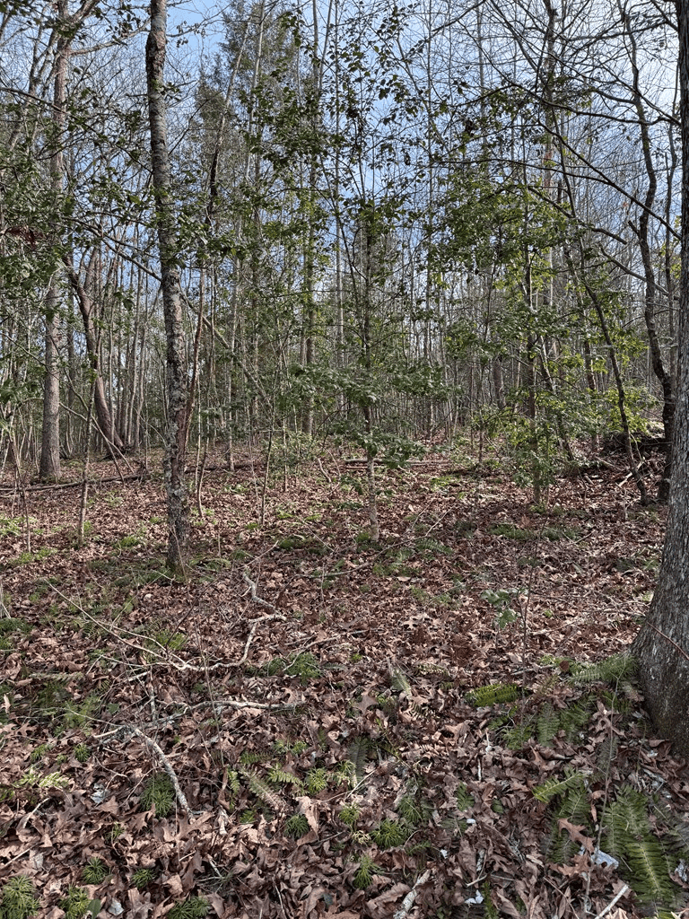 20.62 Acres of Prime Hunting & Outdoor Adventure in Mecklenburg County, VA