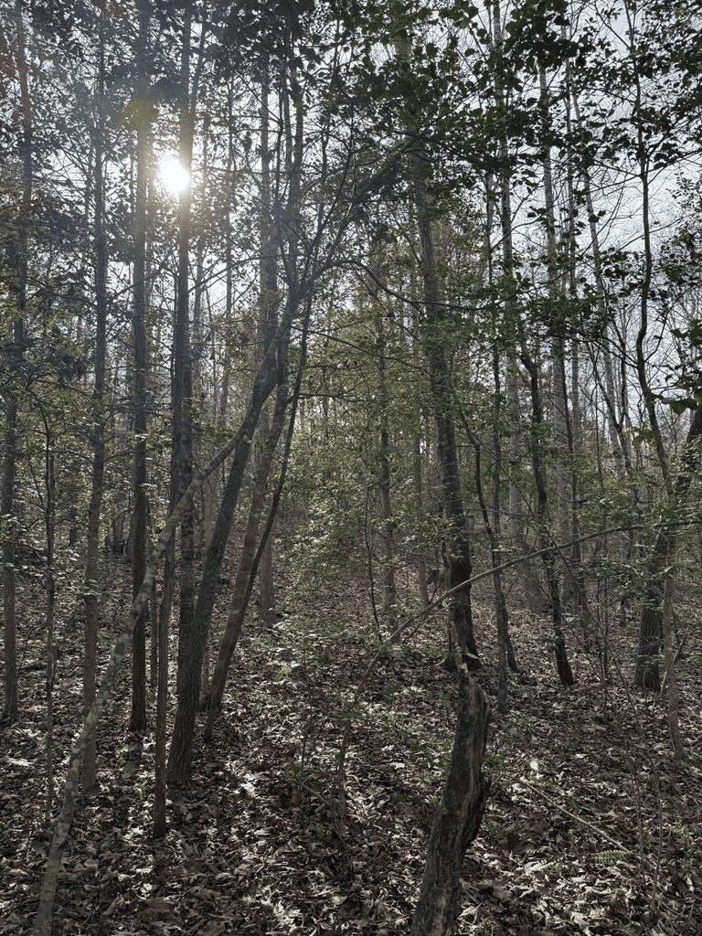 20.62 Acres of Prime Hunting & Outdoor Adventure in Mecklenburg County, VA