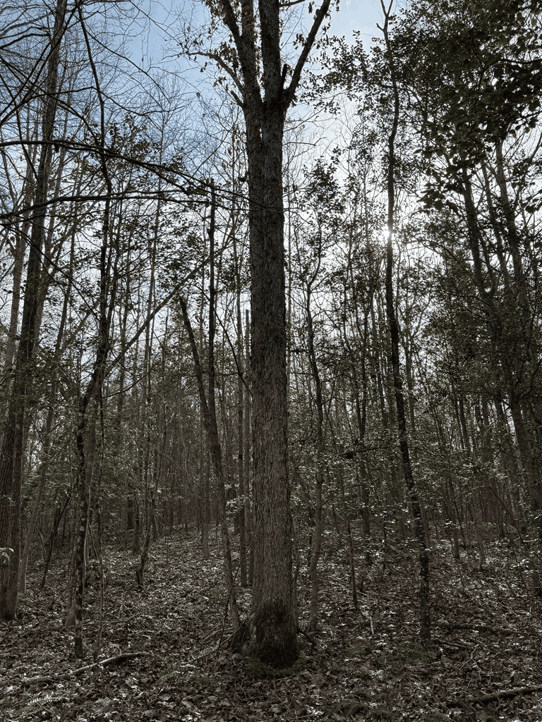 20.62 Acres of Prime Hunting & Outdoor Adventure in Mecklenburg County, VA