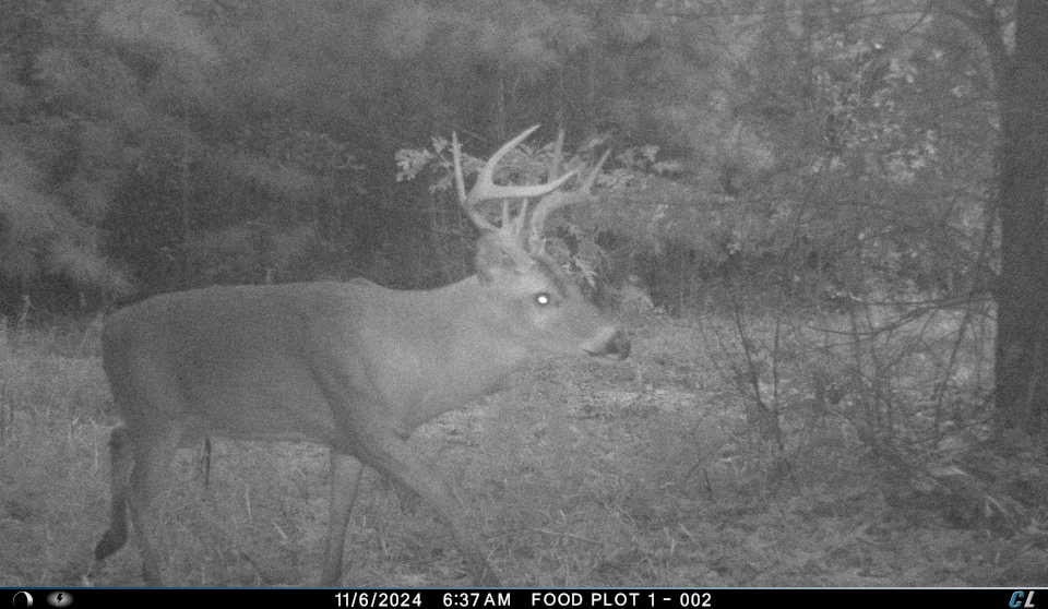 56 Acres of Hunting Property in Bertie County, NC