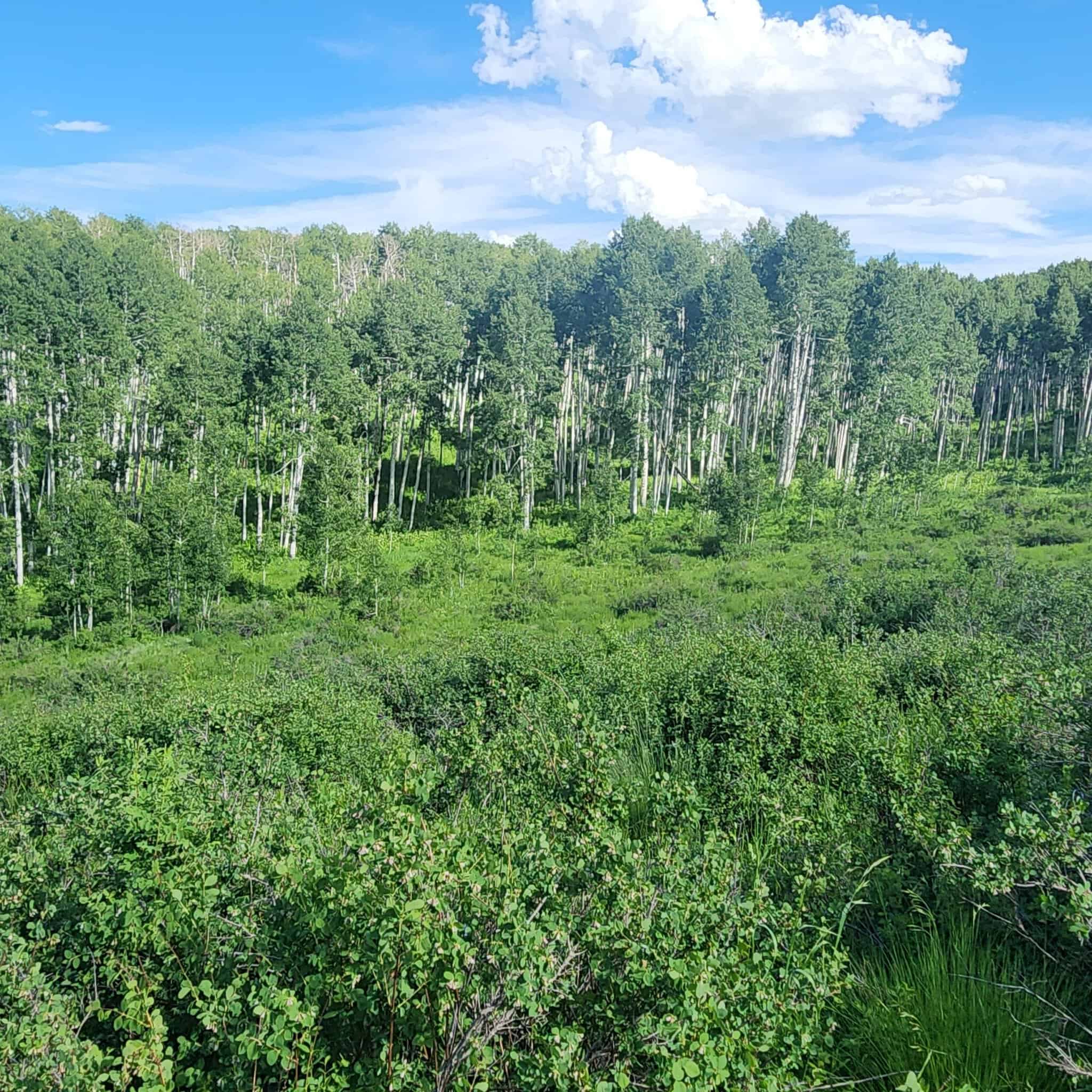 Colorado Hunting Property for Sale