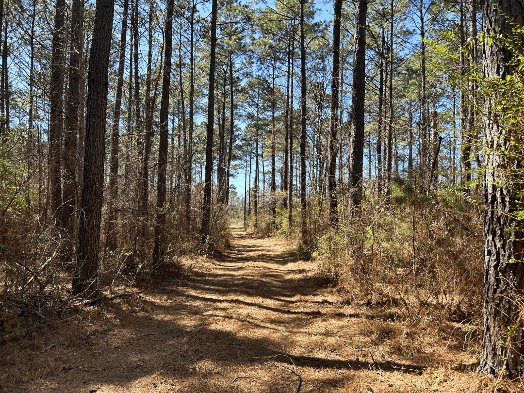 East Texas Timberland Investment & Hunting Tract