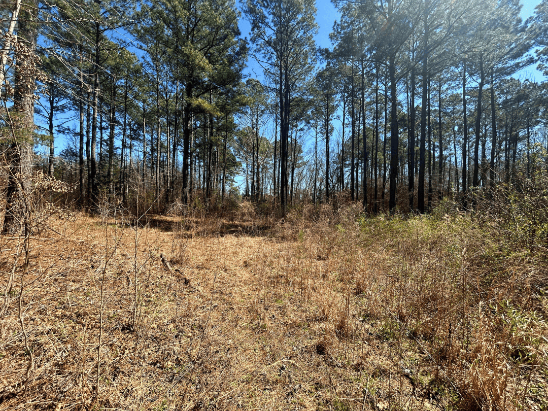 East Texas Timberland and Recreational Tract