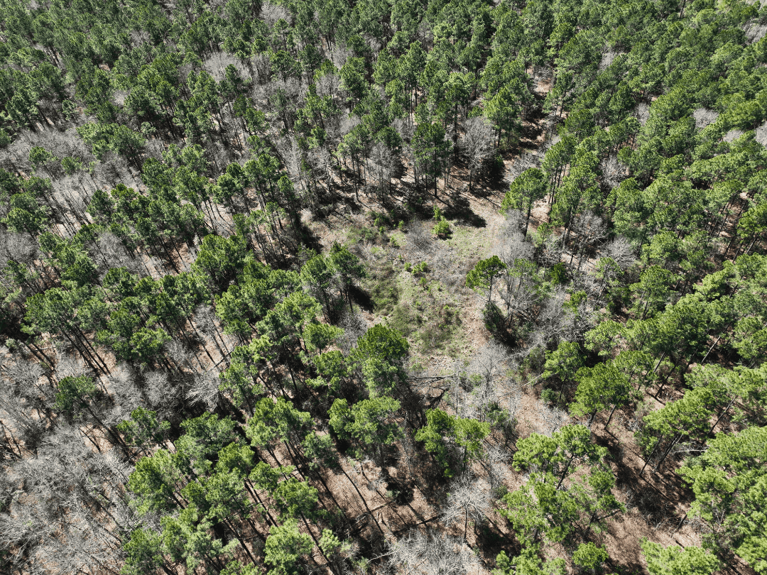 East Texas Land For Sale – Timber Investment & Hunting Property