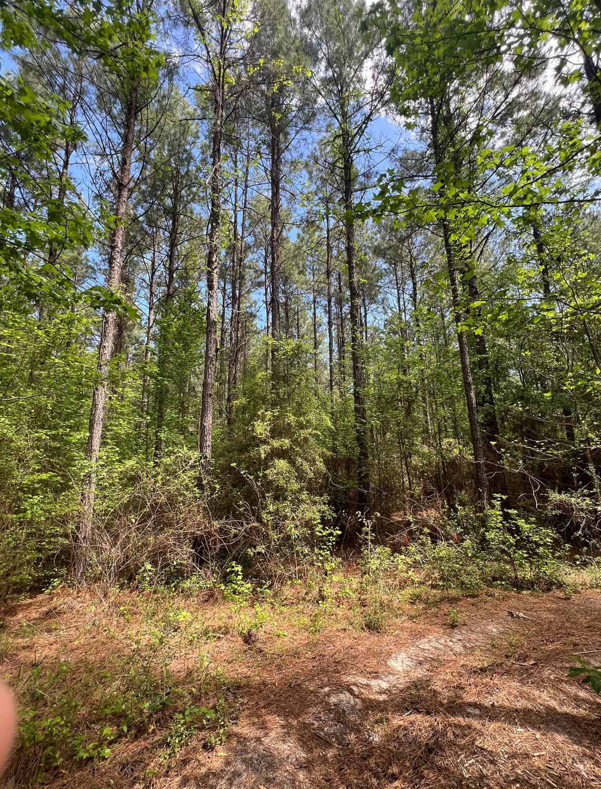 60 Acre Jackson Parish Timberland & Hunting Property
