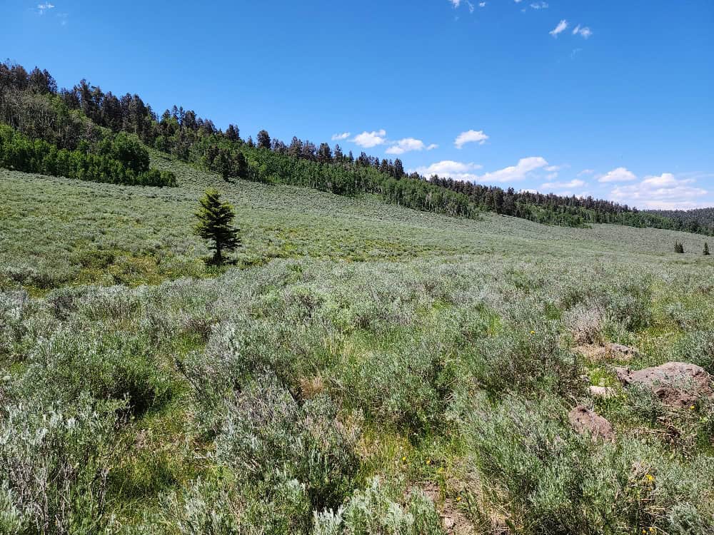 40 Acres in Powderhorn, CO