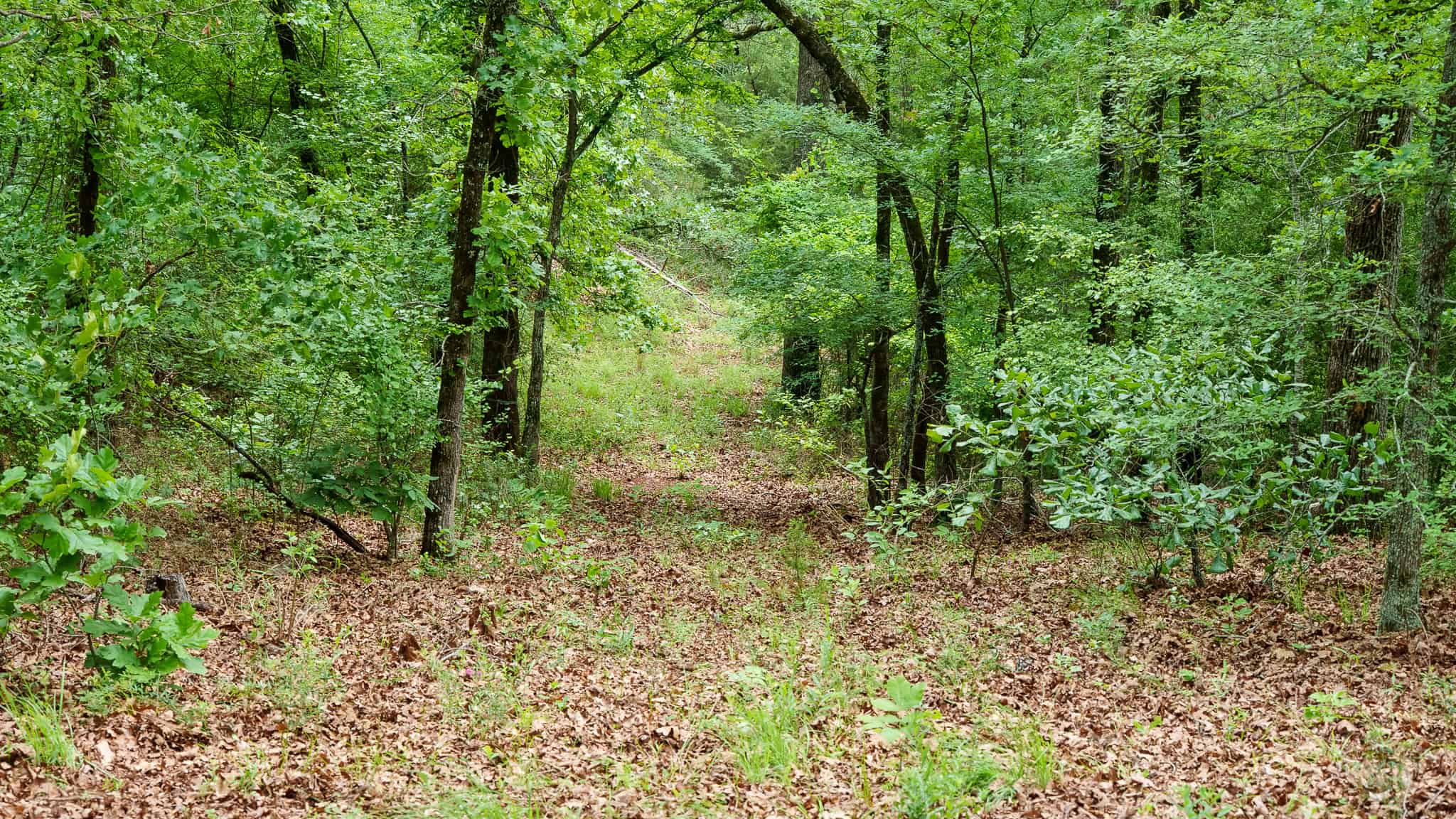 Premier East Texas Hunting & Timberland for Sale – 699 Acres in Ben Wheeler, TX