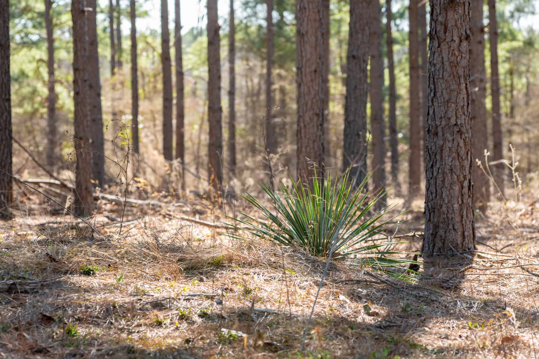 Premier East Texas Hunting & Timberland for Sale – 699 Acres in Ben Wheeler, TX