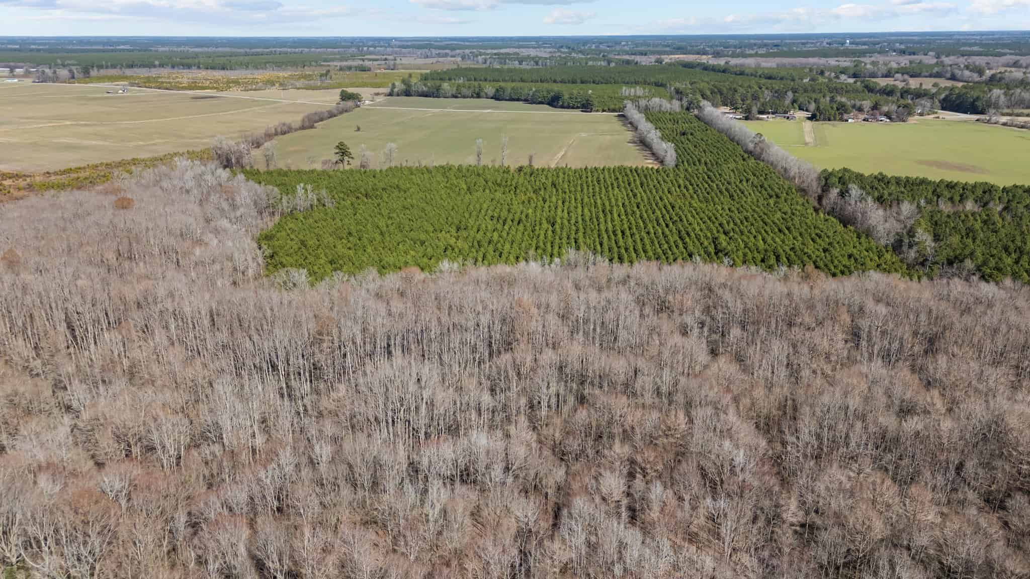 56 Acres of Hunting Property in Bertie County, NC