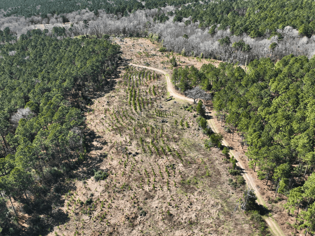 East Texas Timberland Investment & Hunting Tract