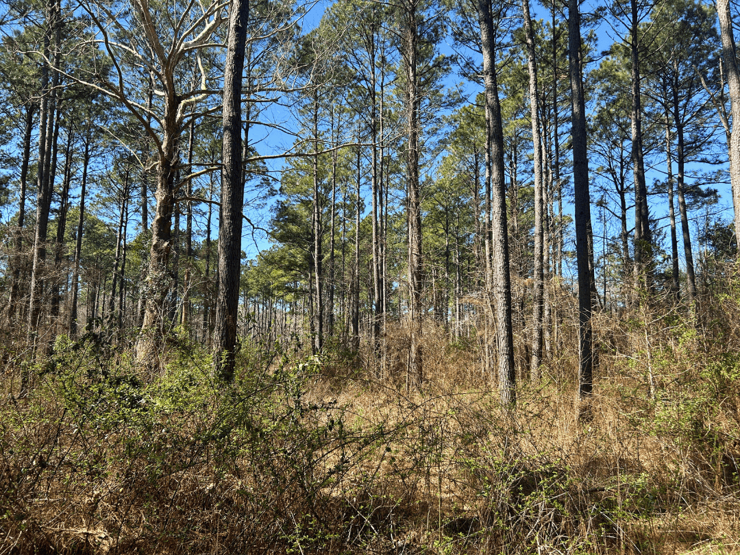 East Texas Timberland and Recreational Tract