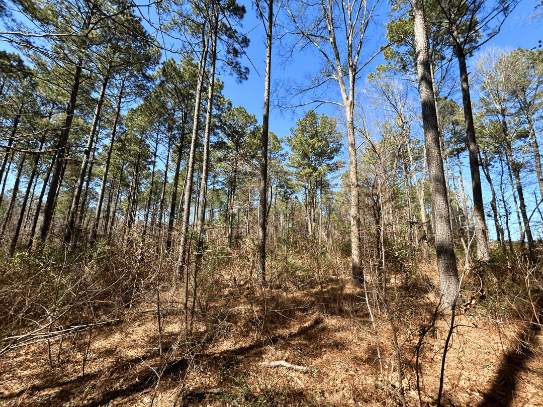 East Texas Land For Sale – Timber Investment & Hunting Property