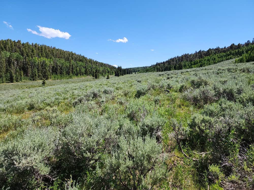 40 Acres in Powderhorn, CO