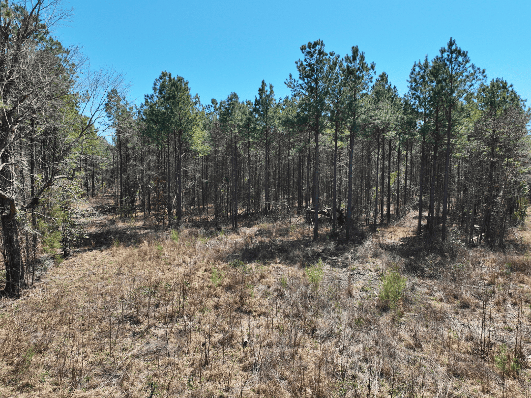 East Texas Timberland Investment & Hunting Tract