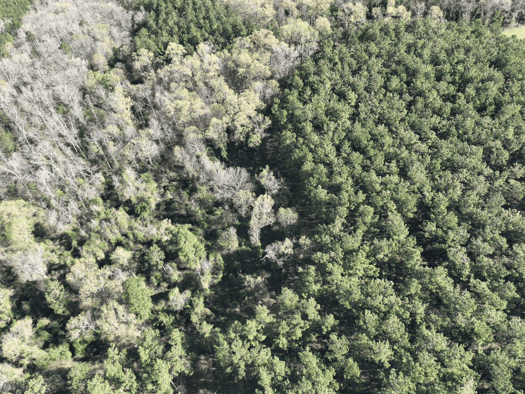 Hunting & Timber Investment Property for Sale in East Texas