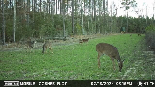 Affordable Hunting Property in Amite County