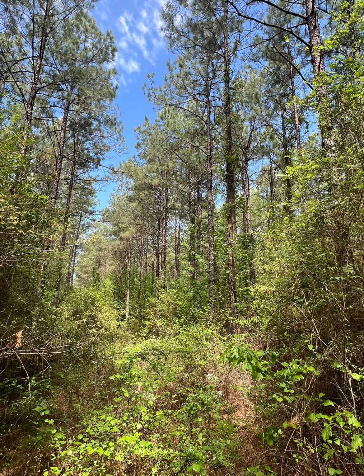 60 Acre Jackson Parish Timberland & Hunting Property