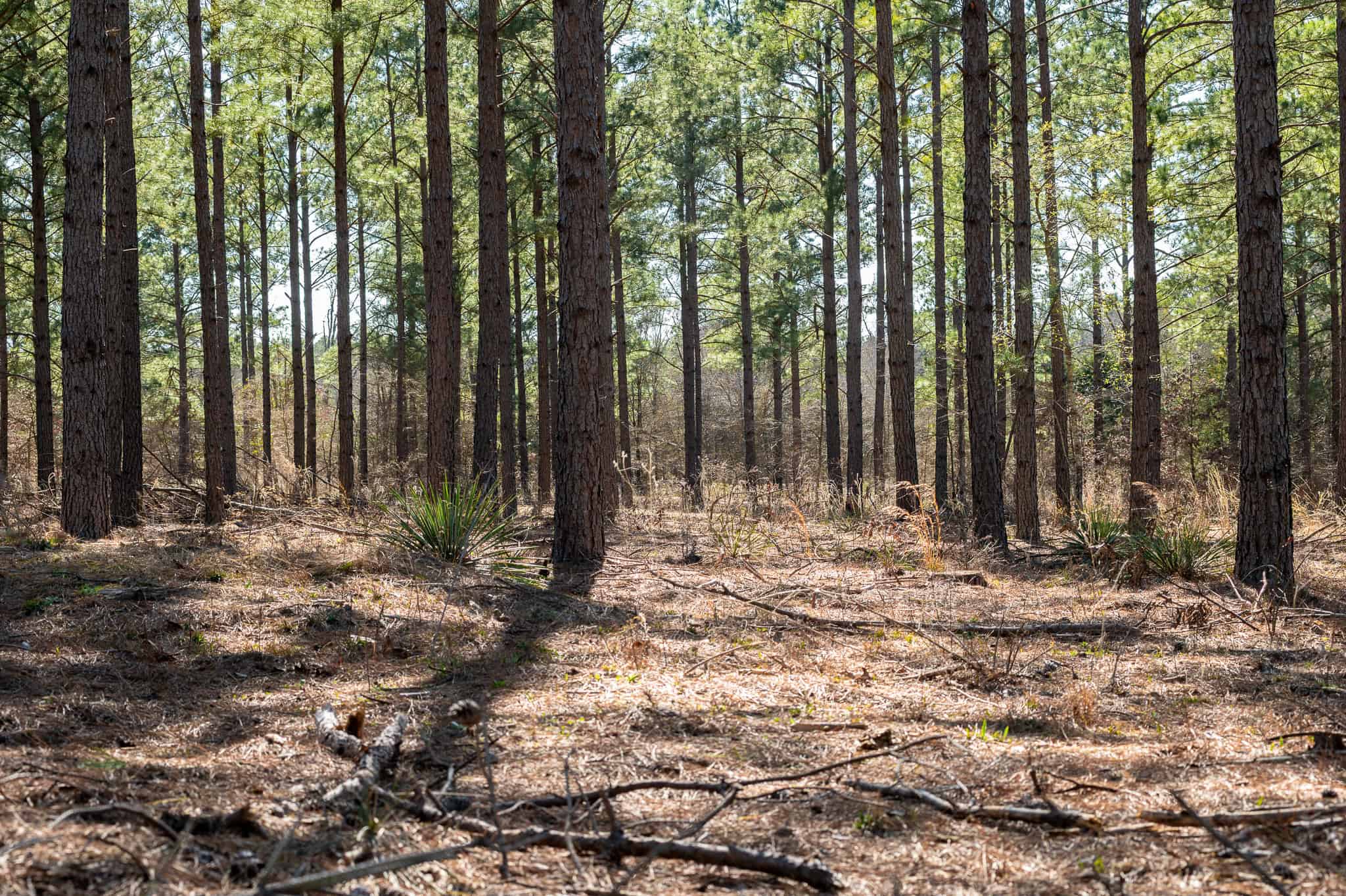 Premier East Texas Hunting & Timberland for Sale – 699 Acres in Ben Wheeler, TX