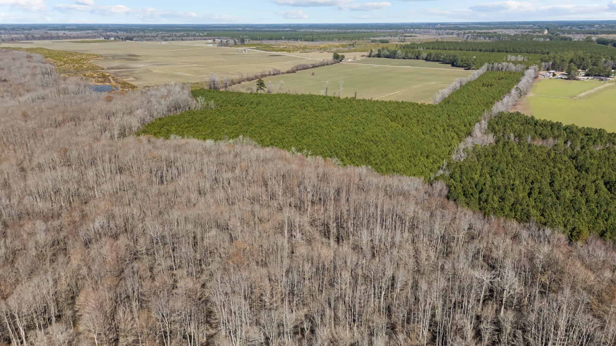 56 Acres of Hunting Property in Bertie County, NC