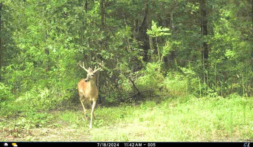 56 Acres of Hunting Property in Bertie County, NC
