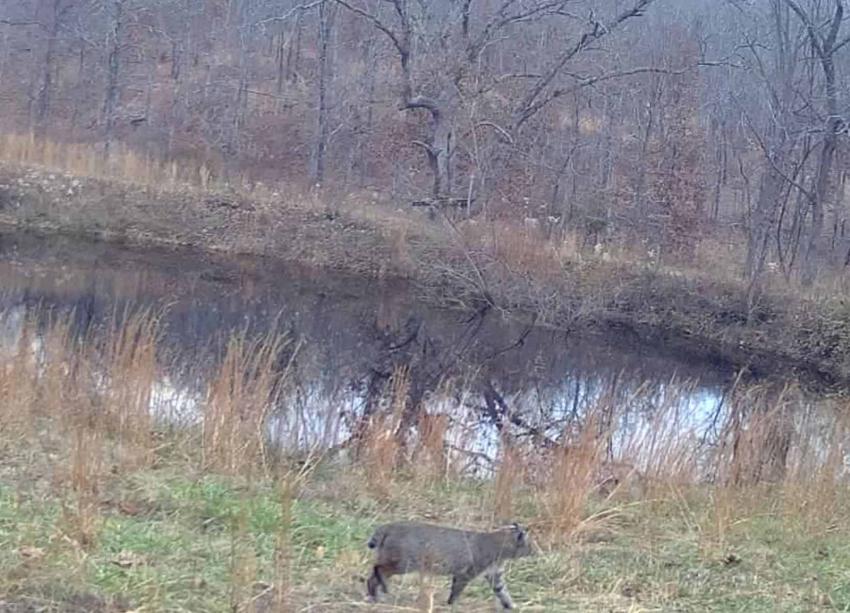 Acreage for Sale in Salem, Missouri