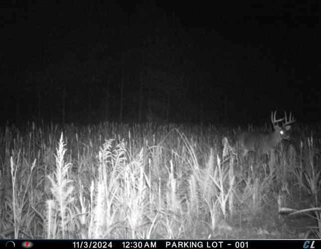 56 Acres of Hunting Property in Bertie County, NC