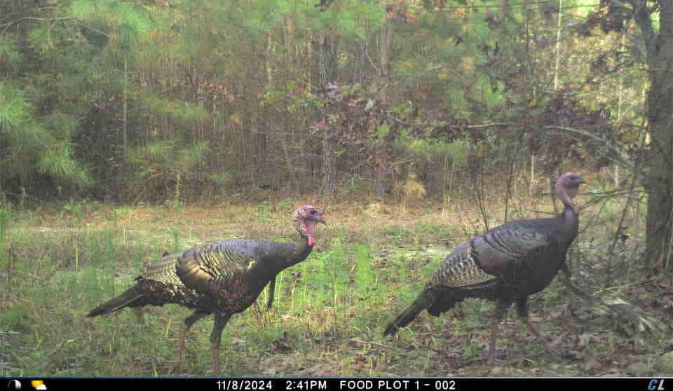 56 Acres of Hunting Property in Bertie County, NC