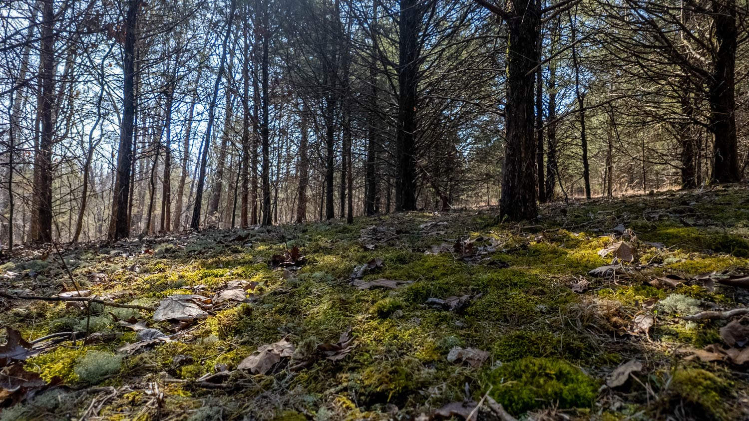 Acreage for Sale in the Howell County Ozarks