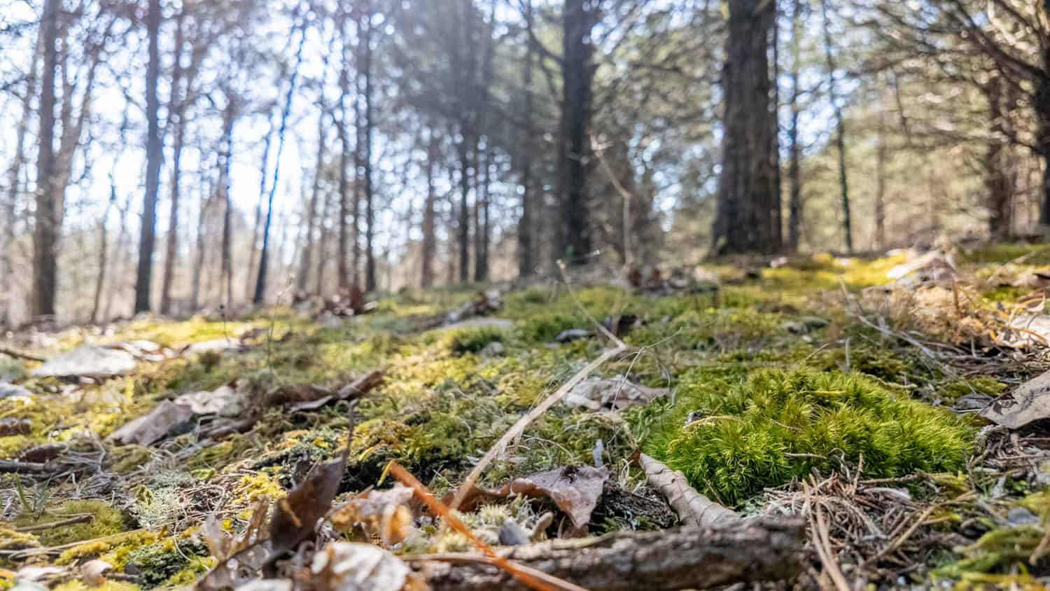 Acreage for Sale in the Howell County Ozarks