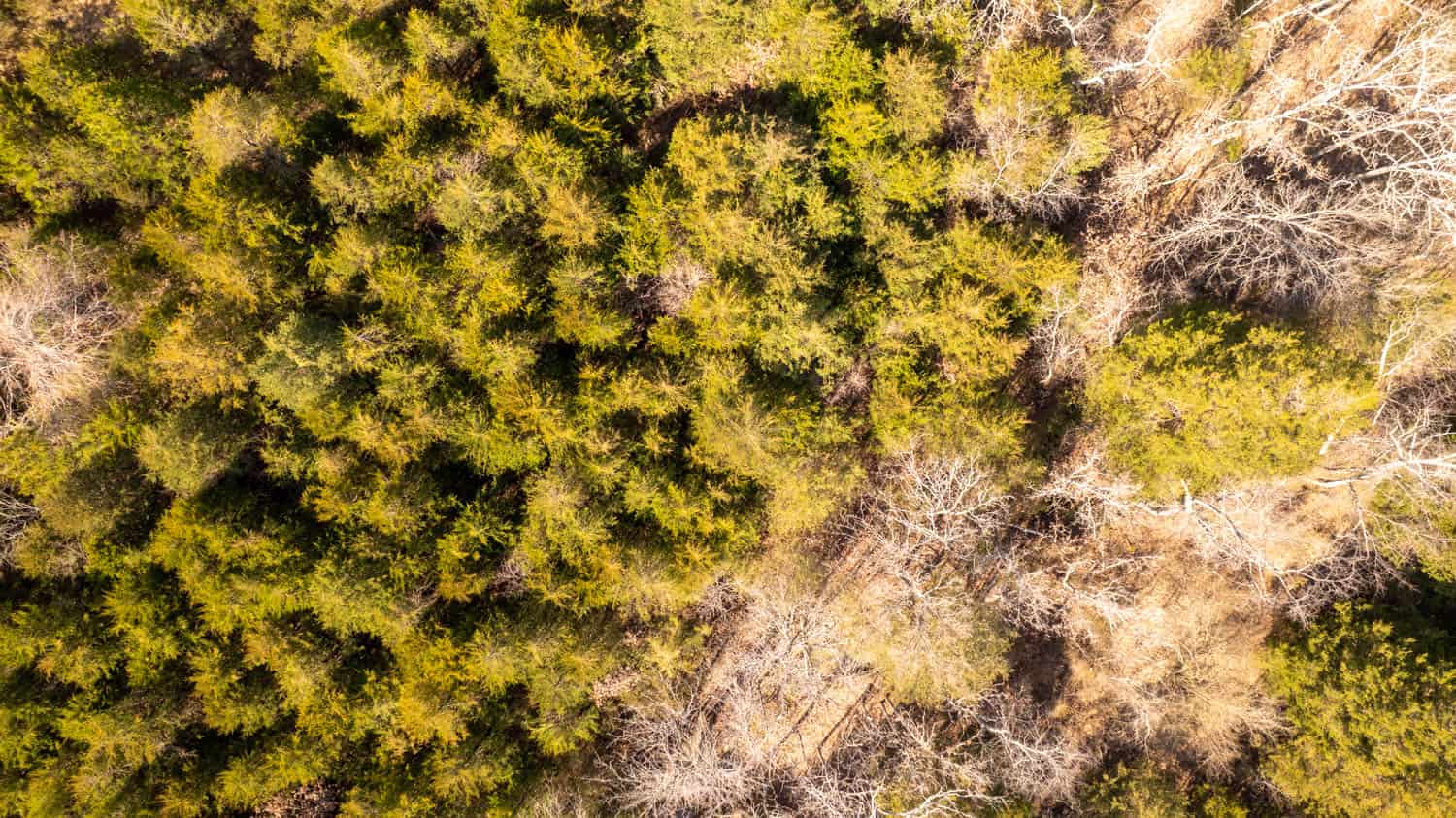 Acreage for Sale in the Howell County Ozarks