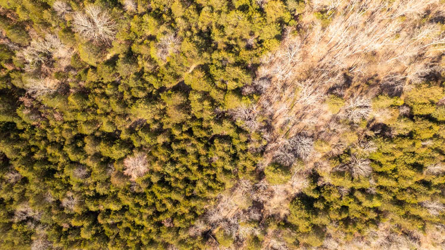 Acreage for Sale in the Howell County Ozarks