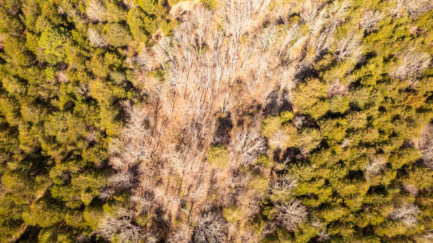 Acreage for Sale in the Howell County Ozarks