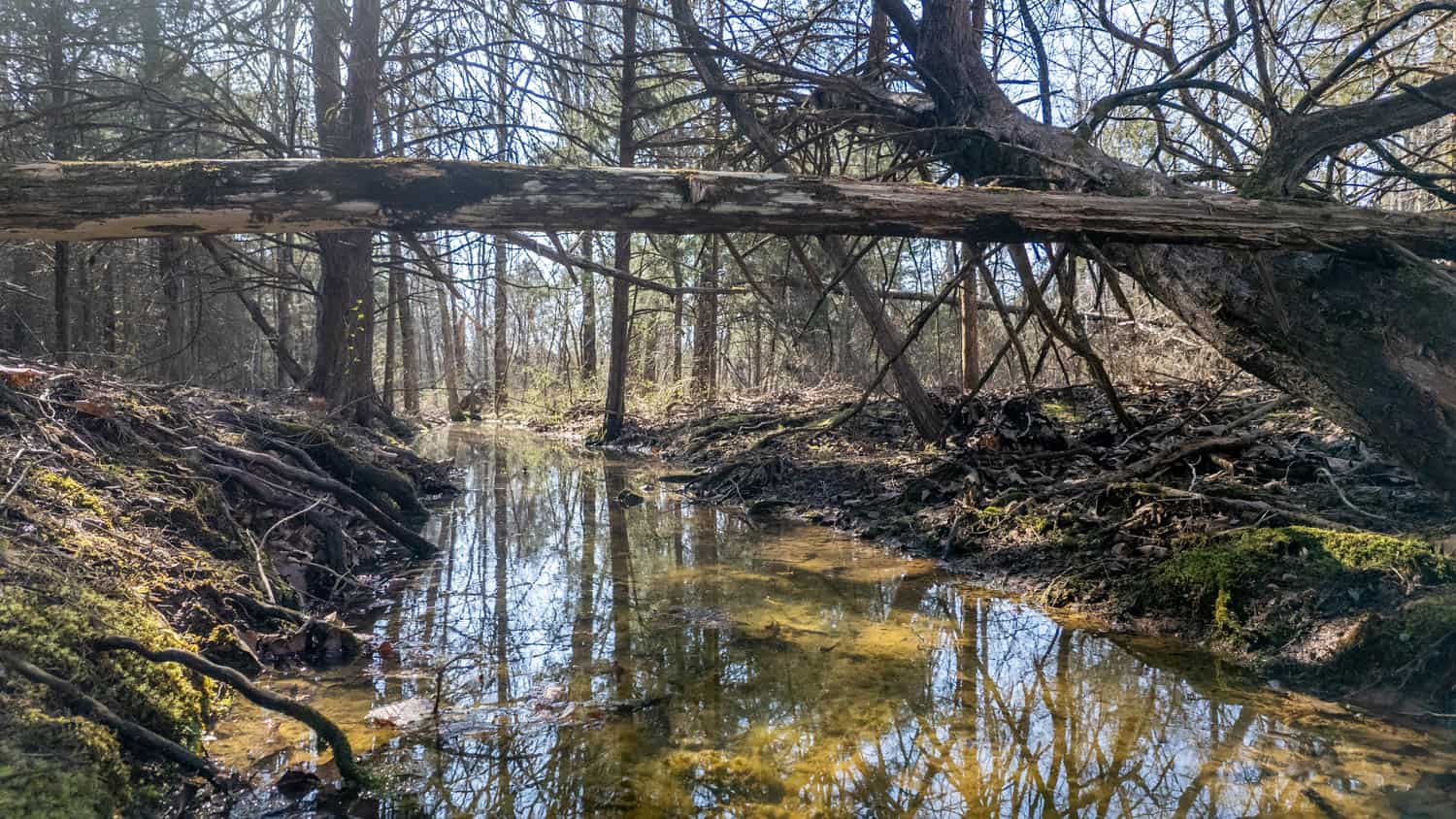 Acreage for Sale in the Howell County Ozarks