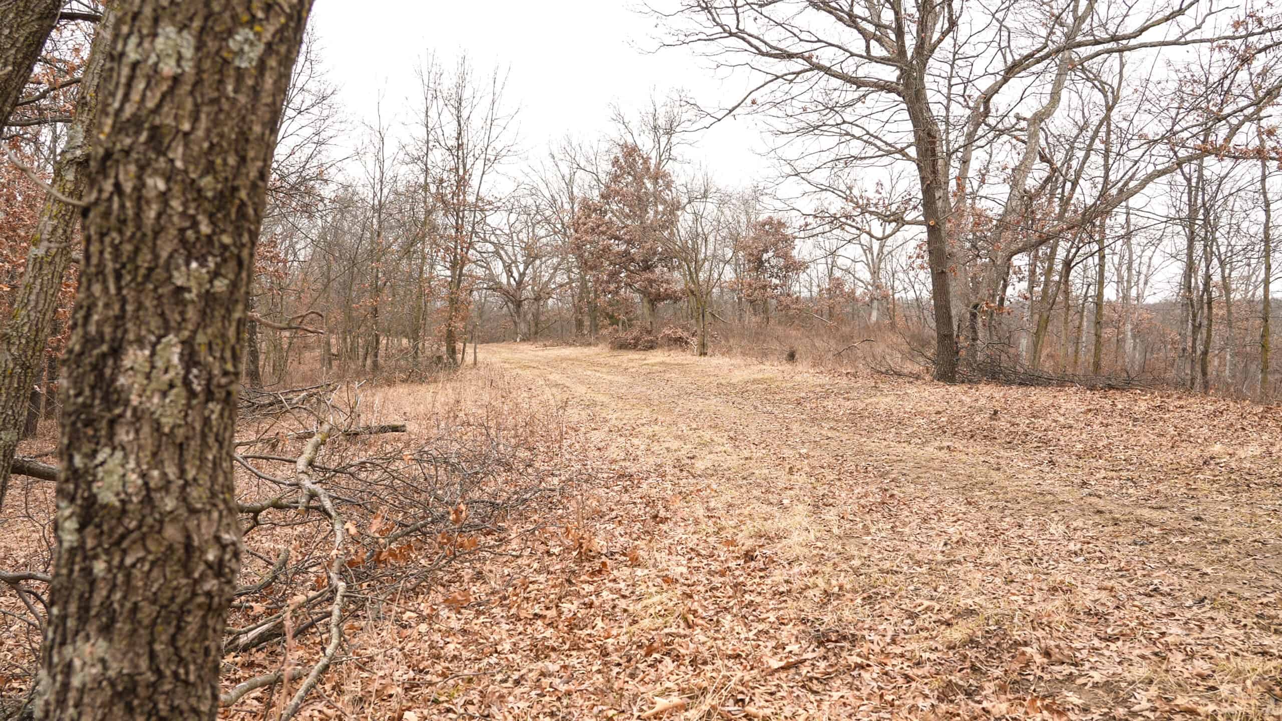 270+/- Acres | Rolling Ridges, Timber, Row Crop & Premier Hunting | Appanoose County, IA