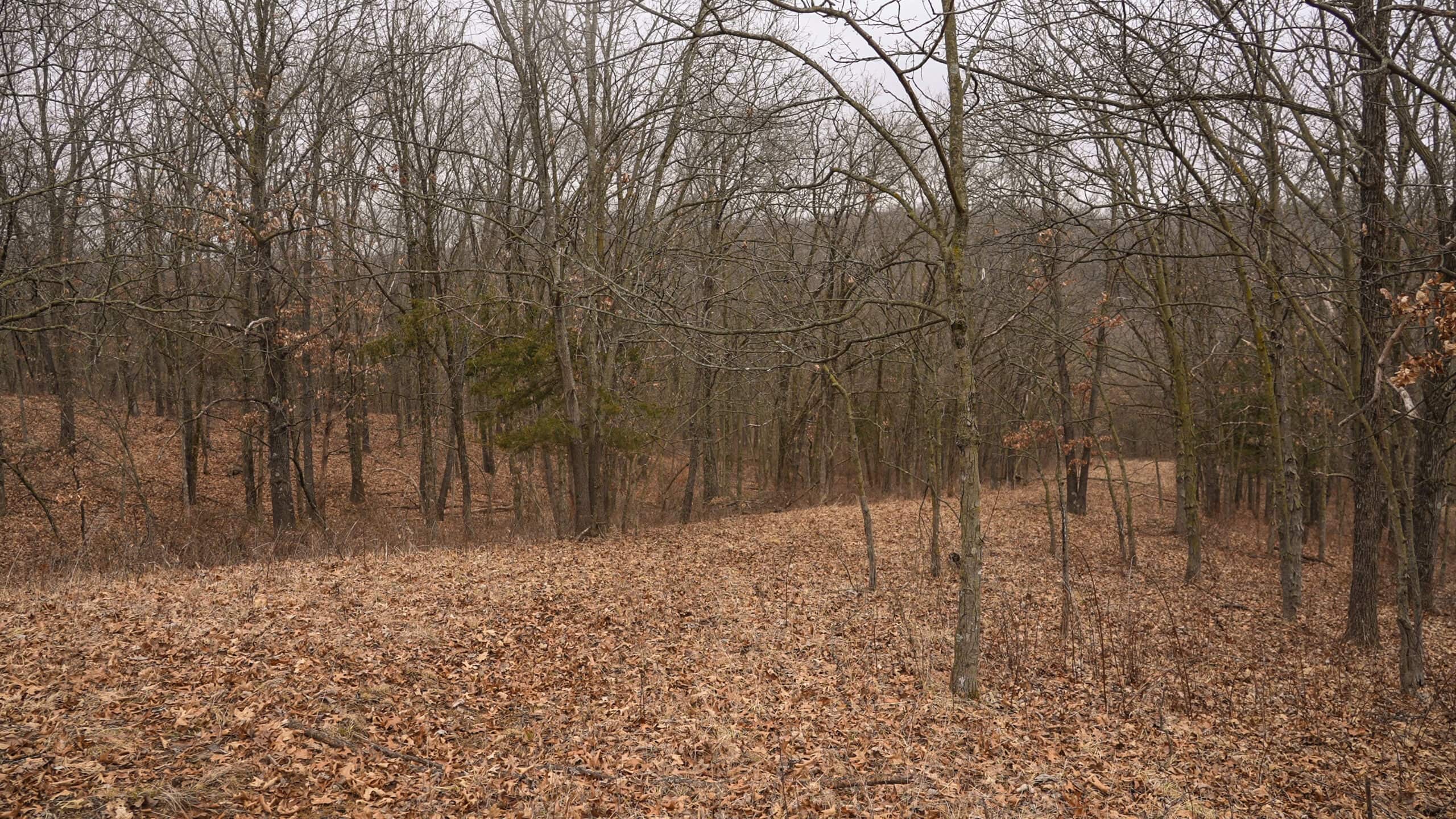 270+/- Acres | Rolling Ridges, Timber, Row Crop & Premier Hunting | Appanoose County, IA