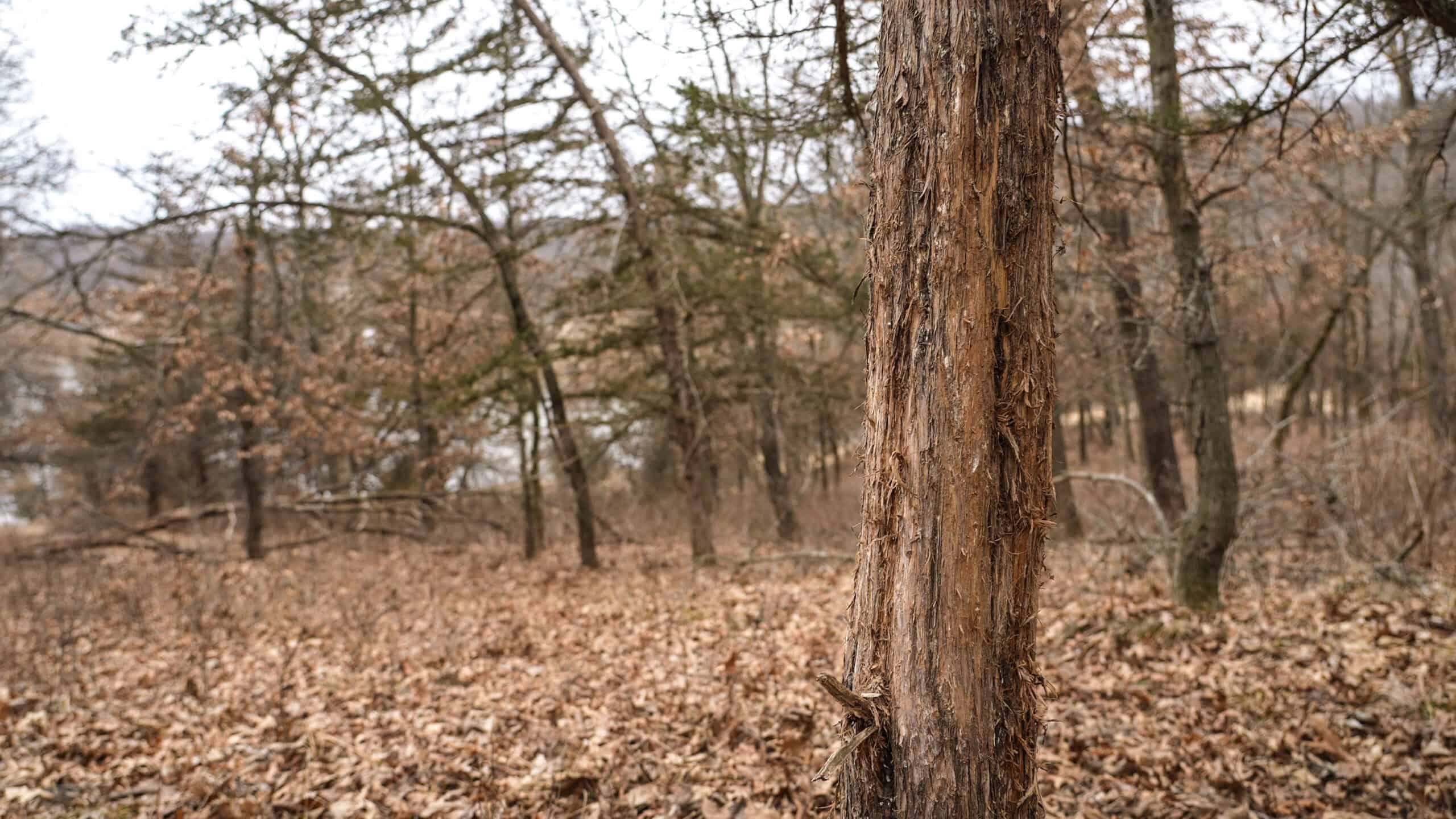270+/- Acres | Rolling Ridges, Timber, Row Crop & Premier Hunting | Appanoose County, IA