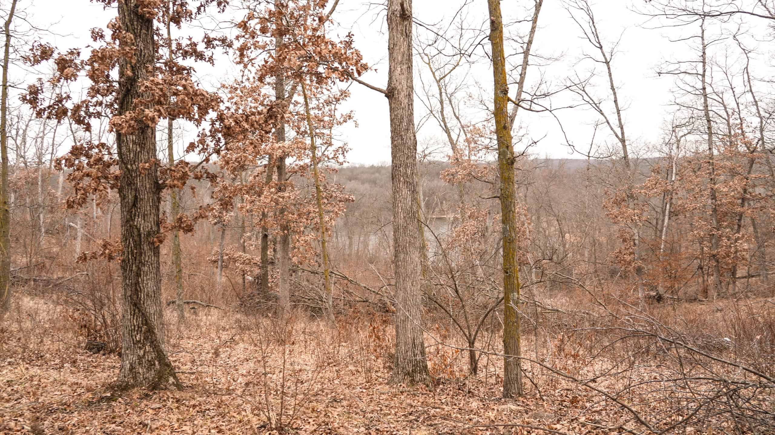 270+/- Acres | Rolling Ridges, Timber, Row Crop & Premier Hunting | Appanoose County, IA