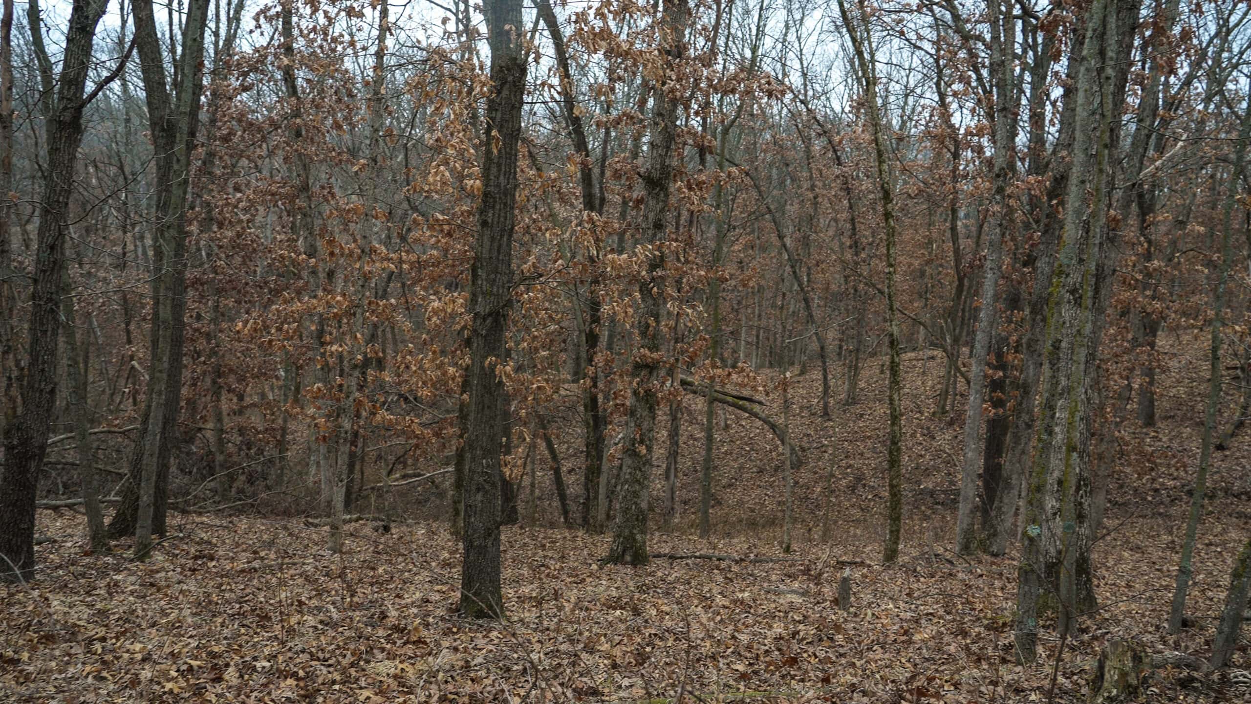 270+/- Acres | Rolling Ridges, Timber, Row Crop & Premier Hunting | Appanoose County, IA
