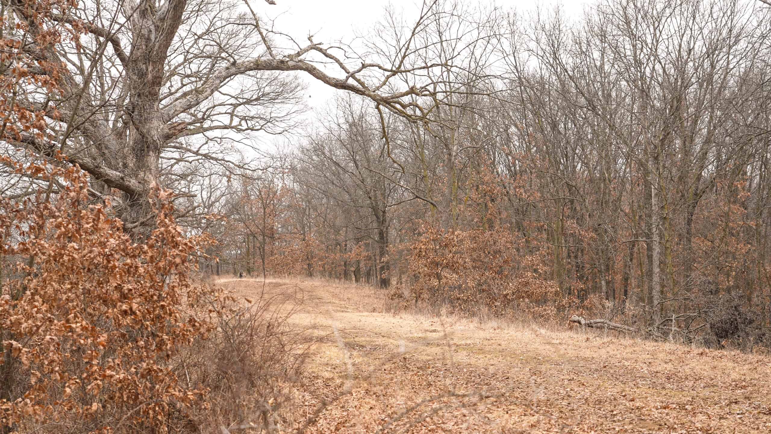 270+/- Acres | Rolling Ridges, Timber, Row Crop & Premier Hunting | Appanoose County, IA