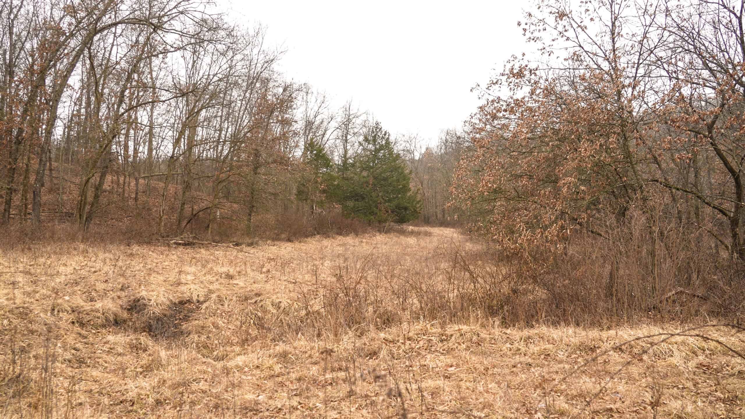 270+/- Acres | Rolling Ridges, Timber, Row Crop & Premier Hunting | Appanoose County, IA