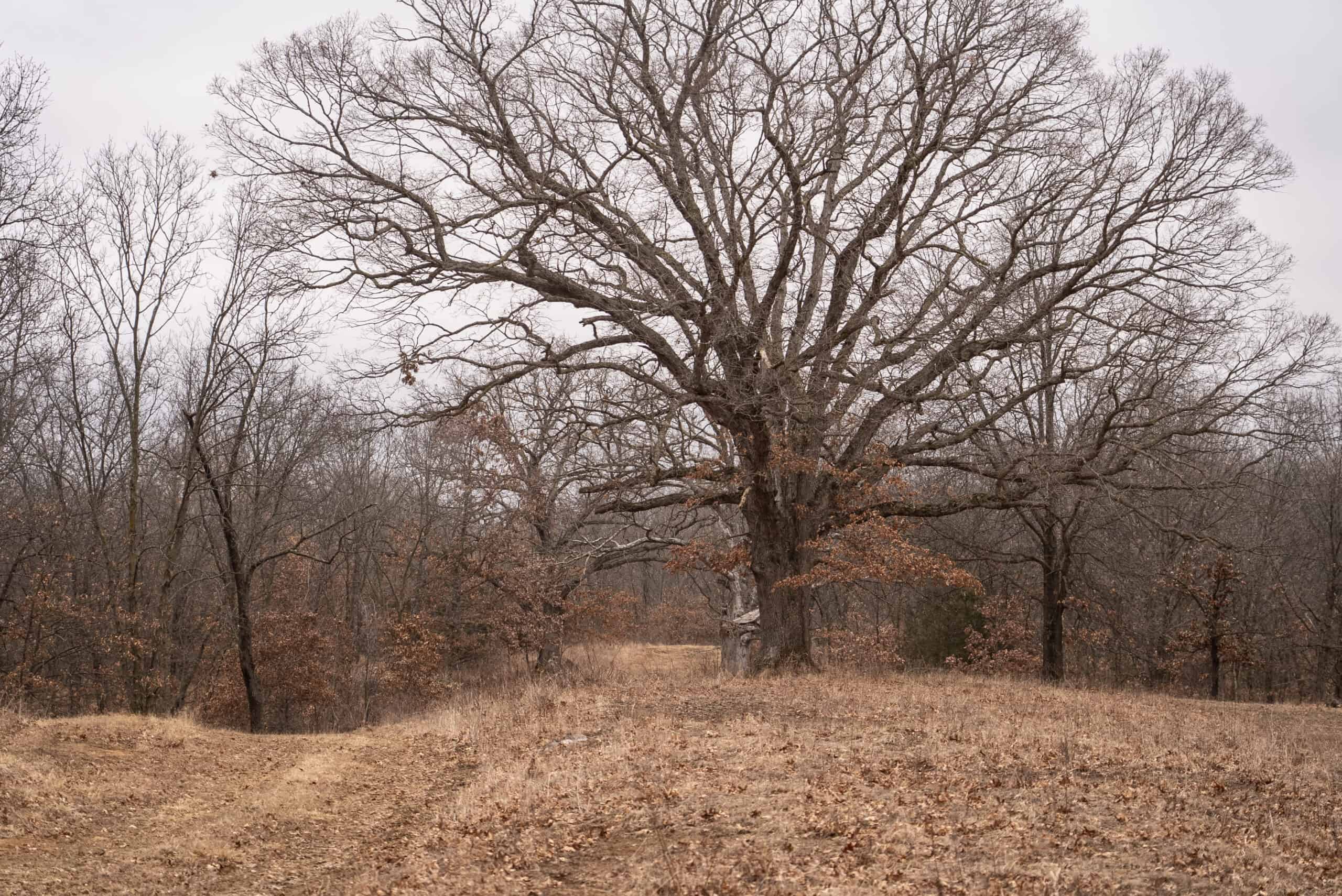 270+/- Acres | Rolling Ridges, Timber, Row Crop & Premier Hunting | Appanoose County, IA